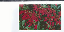 Beautiful Poinsettias  in Florida   Unused Chrome Postcard 534 picture