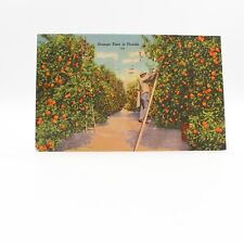 Orange Time In Florida Orange Pickers Postcard Linen Posted 1950 picture