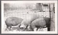 VINTAGE PHOTOGRAPH 1920'S PIGS/SWINES/BOARS FARM/RANCH FASHION OLD PHOTO picture
