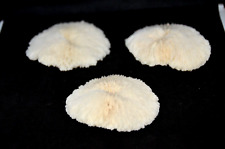 Genuine Mushroom Coral  (Fungiidae) - 3