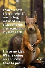 Funny Squirrel  refrigerator magnet 3 1/2 x 4 1/2 picture