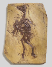 Rare Confusiusornis Fossil Chinese Bird Skeleton Plaque VAP Replica 12.25