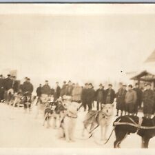c1910s OOAK Dog Sled RPPC Cute Mixed Pups Husky Real Photo Sent Satsop Wash A213 picture
