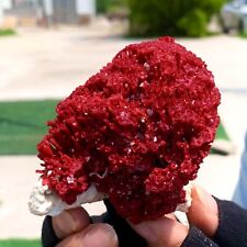 87G Natural Red coral reef Cluster Ocean Mineral Crystal Specimen picture