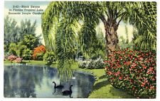 Sarasota Florida Black Swans Tropical Lake Jungle Gardens Vintage 1946 Postcard picture