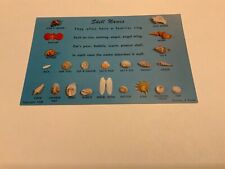 Shell Names ~ Common Names of Objects They Represent- c.1958- Vintage Postcard picture
