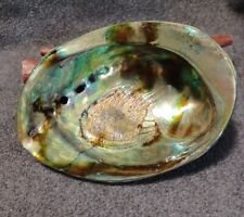 1st Light 2000 Chatham Island Paua Millennium Shell Very RARE Find picture
