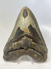 Megalodon Shark Tooth 5.93” Huge - Authentic Fossil - Natural 14758 picture