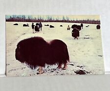 Postcard Vintage Domestic Musk Oxen College Alaska Animals Arctic University picture