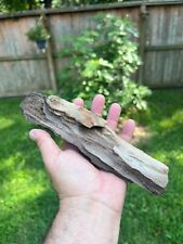 Texas Petrified Wood Unique Rotted Branch 9