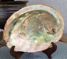 VTG. OLD LARGE MOTHER OF PEARL CALIFORNIA ABALONE SHELL UNPOLISHED 8 INCH picture