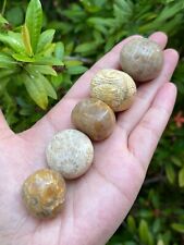 Grade A++ Fossil Coral Tumbled Stone, 0.85-1