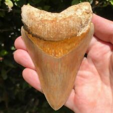 Megalodon Fossil Shark Tooth 💥 4.6