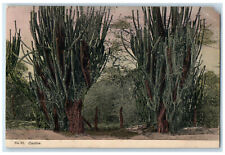 1910 Big Long Cactus Seen at Kingston Jamaica Posted Antique Postcard picture