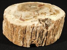 Perfect BARK 225 Million Year Old Polished Petrified Wood Fossil 461gr picture