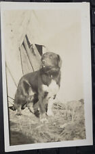Vinatge RPPC Postcard HANDSOME DOG Real Photo AZO with Triangles Stampbox picture