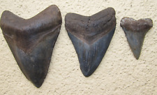 megalodon shark tooth fossil 4.1