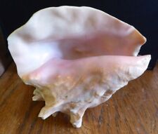 BEAUTIFUL VINTAGE CONCH SEA SHELL; NICE COLOR picture