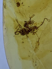 Rare Pristine Hair Tangle Inclusions, In Genuine Burmite Amber, 98MYO picture