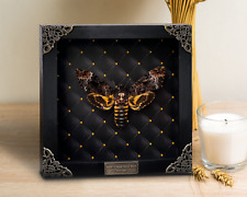 Real Framed Death Head Moth Insect Dried Butterfly Skull Taxidermy Artwork Decor picture
