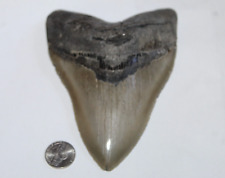 MEGALODON Shark Tooth Fossil No Repair 5.89