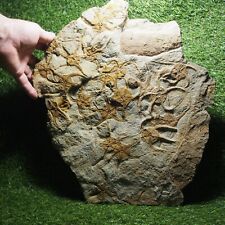 LARGE 6.9kg 44cm Starfish Ophiura sp. Fossil Morocco Ordovician picture