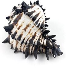 Large Natural Conch Seashell Black Murex Hermit Rare Real Aquarium Home 5