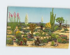 Postcard A Few Varieties Of Desert Vegetation picture