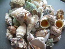 200+ Piece Pack Mixed Natural Sea Shells Crafts Aquarium Lot  picture
