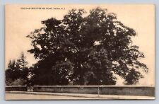 Old Oak Tree Over 300 Years Old Salem New Jersey P755 picture