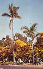 Rancho Santa Fe CA California, Blossoming Yellow Acacia Trees, Vintage Postcard picture