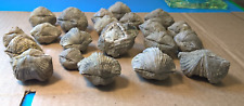 Lot of 24 KY Fossil Brachiopods Platystrophia Ordovician A-1 Plus I W/Crystals picture