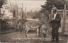 Pittsburg, NH: RPPC Trained Deer At Baldwin's, vintage Real Photo Postcard picture