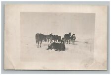 Postcard Horses Sitting RPPC Real Photo Field Snow Winter Animals View Azo 1900s picture