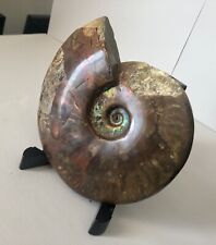 Large Ammonite Fossil Polished - Natural Red Rainbow IRIDESCENT - Wow - Must See picture