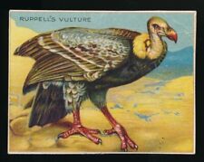 1909-11 Hassan Animals Series Tobacco T29 Ruppell's Vulture Rare picture