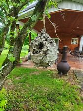 Natural Paper Wasp Bee Hornet Hive Nest 14