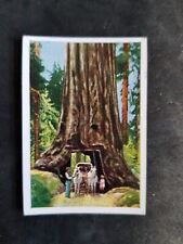 1928 Salem MAMMUTBAUM IN CALIFORNIA card ( serie 82 - bild 1 ) picture