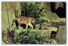 c1950's Tigers Woodland Park Zoo Seattle Washington WA Unposted Vintage Postcard picture