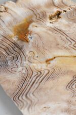 Hells Canyon Herringbone Petrified Wood, Idaho, 30 grams picture
