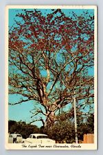 Clearwater FL-Florida, Kapok Tree Near Road #593, Vintage c1963 Postcard picture