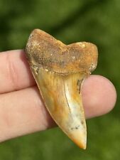 Gorgeous Firezone Planus (Hooked Mako) Fossil Shark Tooth Hill Bakersfield Gem  picture