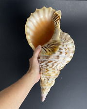 LARGE  Triton Trumpet Conch Shell Seashell approx. 15