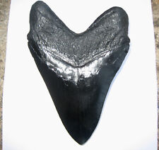 5 INCH LONG MEGALODON TOOTH REPLICA BIG FOSSIL GIANT RELIC TEETH HUGE SHARK MEG picture