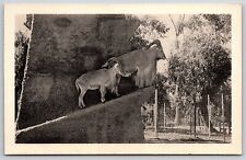 Postcard Barbary Sheep Or Aoudads, San Diego Zoo California Unposted picture