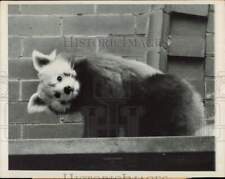1950 Press Photo Lesser panda cocks his head at photographer at Chicago zoo, IL picture