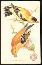 1896 AMERICAN GOLDFINCH Bird Card ARM & HAMMER Soda J2 CHURCH & DWIGHT #50 New picture
