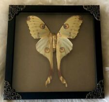 Comet Moth in Unique Shadowbox Frame for Holiday or Birthday gift Wall Art picture