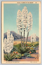 Postcard Yucca Flower Of The Desert Linen A13 picture