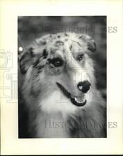 1989 Press Photo Dog: Pet of the Week. - noc71568 picture